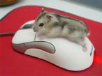 Hammie_on_Mouse.jpg