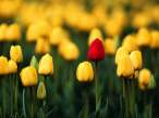 _tulips_.jpg