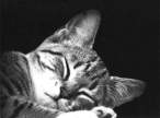 kitty.gif
