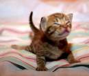 kittyawake6ag.jpg