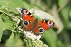 butterfly_02.jpg