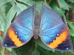 butterfly_08.jpg