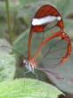 butterfly_09.jpg