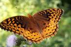 butterfly_22.jpg
