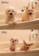 bathtimeforpups1ow.jpg