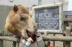 dontfeedthecamels.jpg
