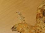 feather_fried_chicken.jpg