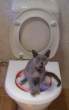 cattoilet6ao.jpg