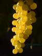 okanagan_grapes_1a.jpg