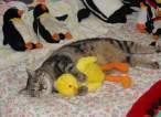 ducky3bd.jpg
