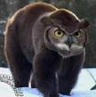 bearowl.jpg