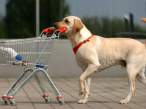 shopping_dog.jpg