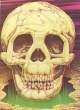 skull.jpg