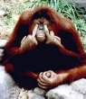 strange_ape.jpg