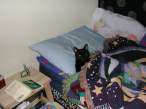 lazy_cat.jpg