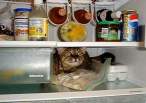 fridgecat.jpg