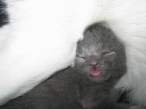 kitten.jpg