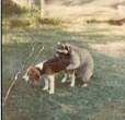 stupiddog.jpg