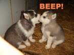 BEEP.jpg