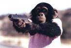 monkeyandgun.jpg