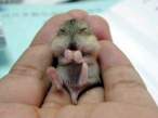 Baby Chipmunk.jpg