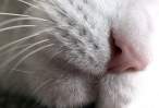 catnose.jpg