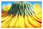 Dusting_Sunshine.jpg