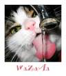 WaZaAa_by_mordoc.jpg