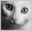 Cat.jpg