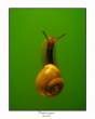 Crawl on green.jpg