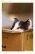 Kitty in a Box by arwenita.jpg