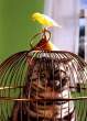 birdcagecat3zj.jpg
