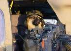 Militairy dog.jpg