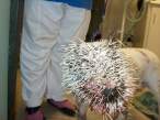 Pitbull vs Porcupine.jpg