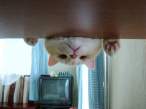 kitty.jpg