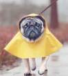 raincoat.jpg