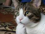 Serious cat.jpg