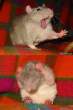 So so so so so cute.jpg