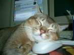 Sleepy cat.jpg