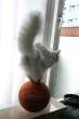 Basketcat.jpg