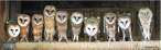 Owls.jpg