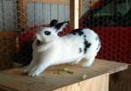 rabbit-16.jpg