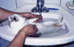 rabbit-48.jpg