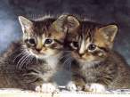 Twins.jpg