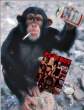 Coolest Chimp On The Block.jpg