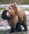 Bears.jpg