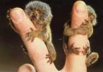 Peace monkeys.jpg