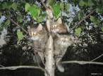 Kitties in the tree.jpg