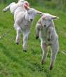 Sheeps.jpg