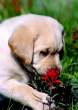Lab Puppy with Flower.jpg
